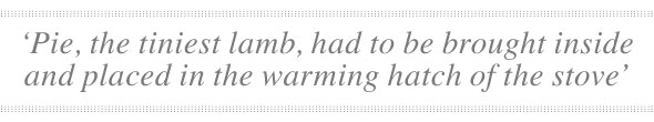 Lambing-Mar13-03-590-quote