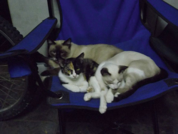 cats-590-2