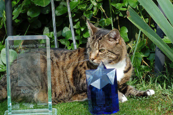cat-competition-590-2