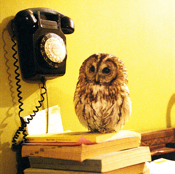Mumble the owl