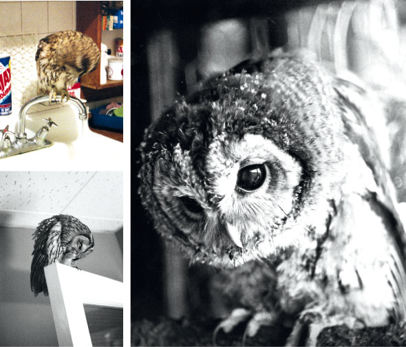 Mumble the owl