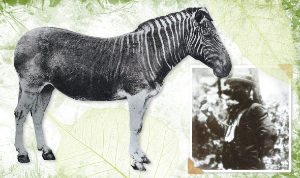 A female quagga at London Zoo (1870); Ted Wolstenholme with a mamo by the Mauna Loa volcano in 1892. It is the only picture of the bird