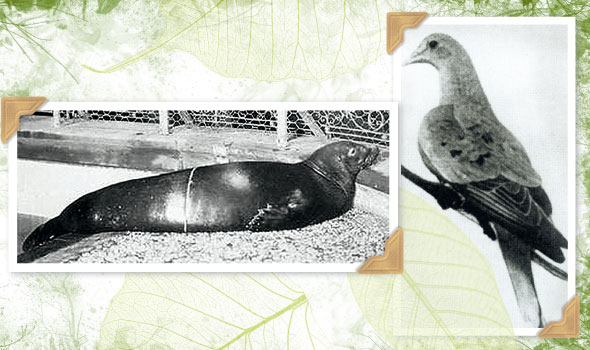 A Caribbean monk seal at the New York Aquarium in 1910; Martha, the last passenger pigeon