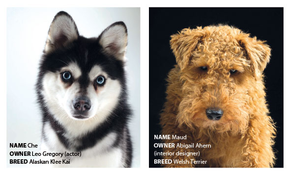 Dogs Trust