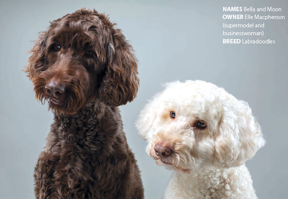 Dogs Trust