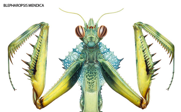 Bugs-01-590