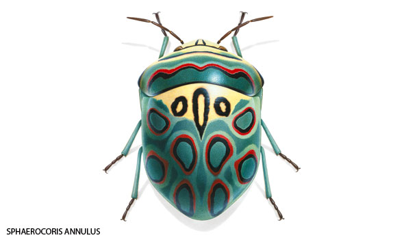 Bugs-02-590