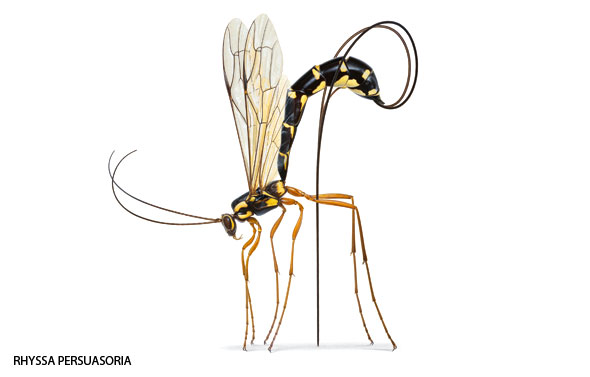 Bugs-03-590