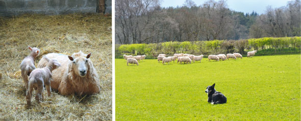 Lambing-03-590