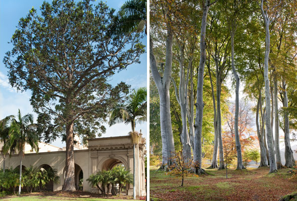 Trees-Nov14-04-590