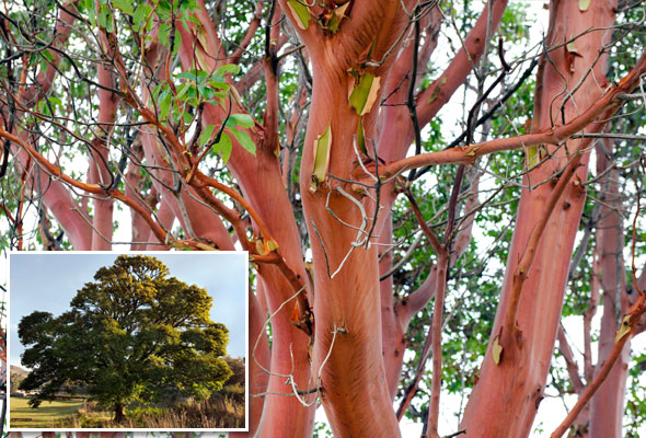 Trees-Nov14-05-590
