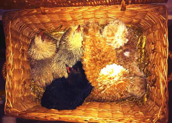 Hens in hamper hiding from St Jude storm