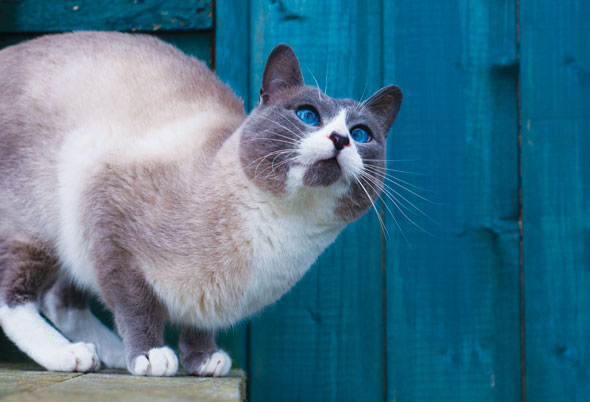 Cats-02-590