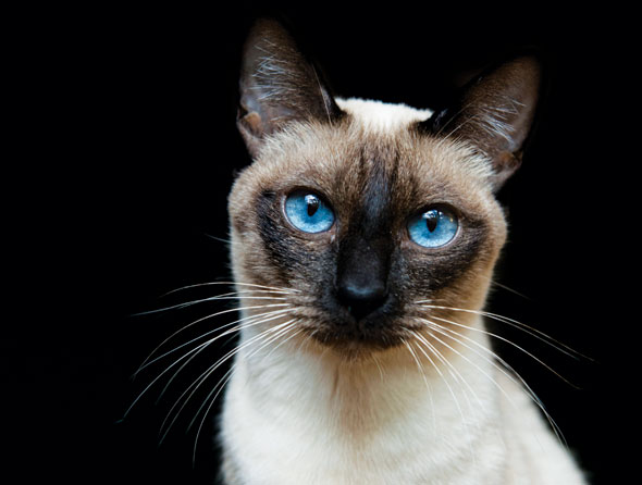 Cats-03-590