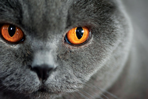 Cats-04-590