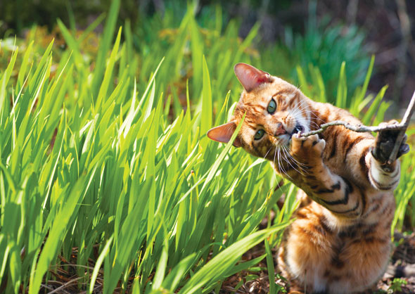 Cats-05-590