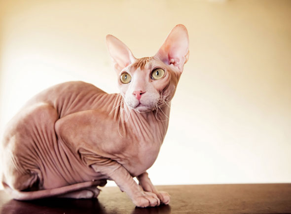 Cats-06-590