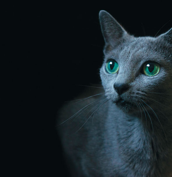Cats-07-590