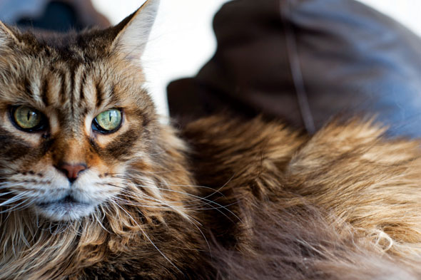 Cats-08-590