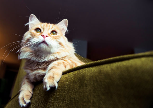 Cats-09-590