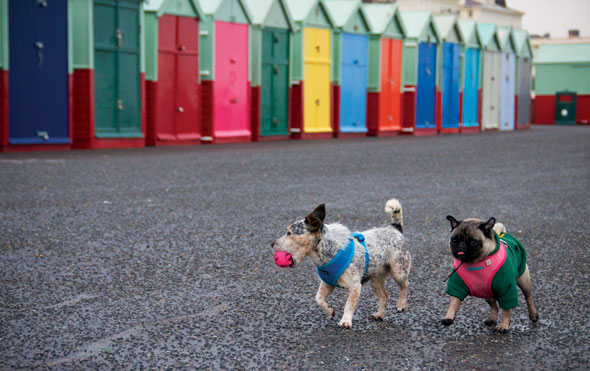 Holidaying dogs